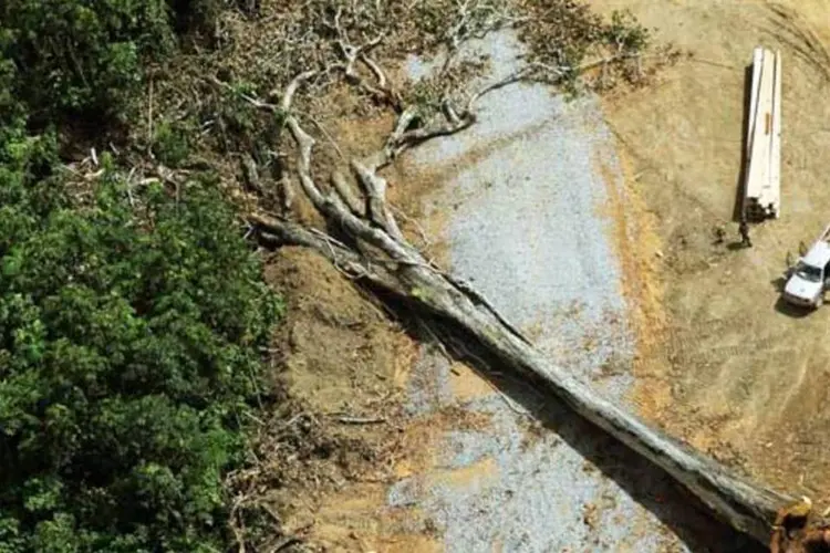 
	Desmatamento na Amaz&ocirc;nia: criada em 2006, a Resex, com 145 mil hectares (o equivalente a 145 mil campos de futebol), sofre com a extra&ccedil;&atilde;o ilegal de madeira
 (Getty Images)