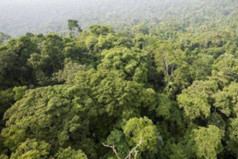Brasil pode enfrentar aumento de até 7°C na temperatura