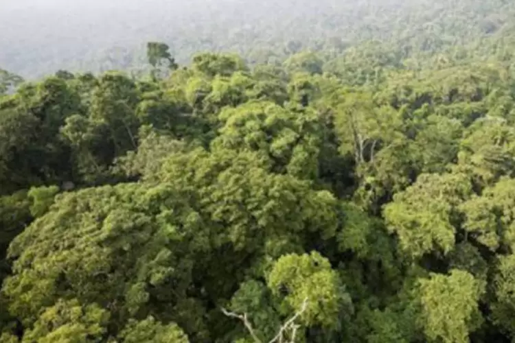 Vista aérea da Amazônia: Moratória da Soja impede a venda do grão plantado em áreas desmatadas (Antonio Scorza/AFP)
