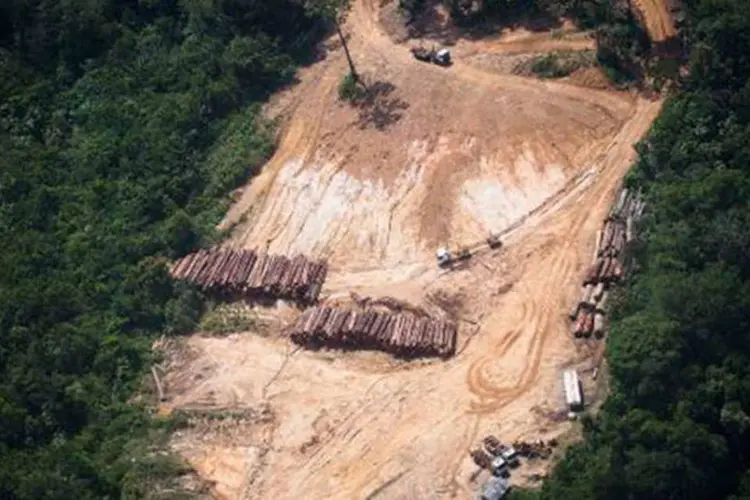 Exploração ilegal de madeira em 14 de outubro no estado do Pará
 (Raphael Alves)