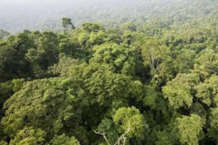 Amazônia: "Tivemos informações de habitantes indígenas que disseram que viram o helicóptero voando" (Antonio Scorza/AFP)