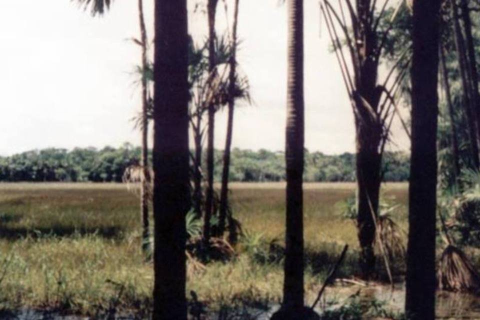 Pouca chuva afeta capacidade da Amazônia de absorver carbono