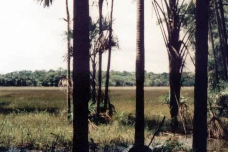 Floresta Amazônica: Equador quer US$ 3,6 bi para preservação da reserva petrolífera (Wikimedia Commons)