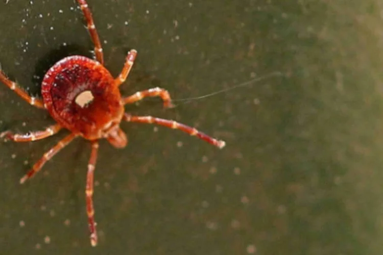 O carrapato da espécie Amblyomma americanum (Mary Keim/Photopin)
