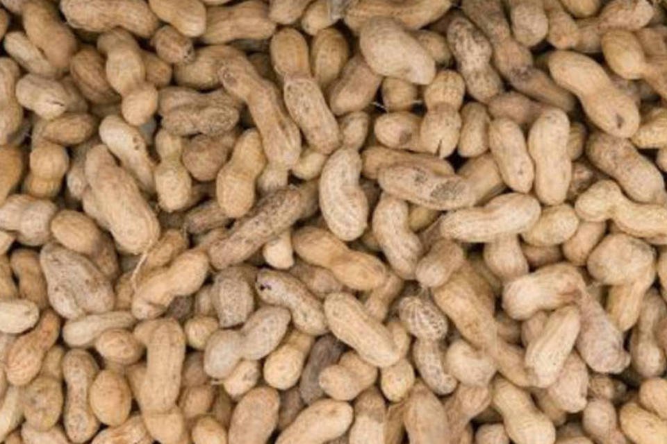 Amendoins: depois de seis meses de tratamento, as crianças conseguiram tolerar doses diárias de 800 mg de amendoim em pó (Saul Loeb/AFP)