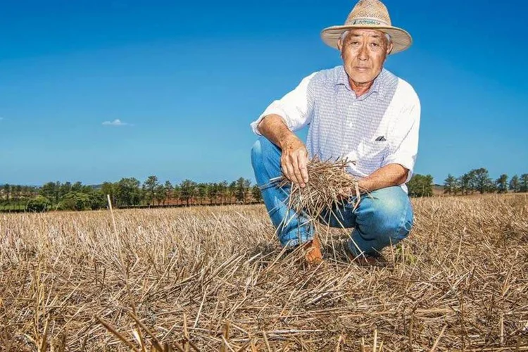 Américo Amano, produtor de Cambé (PR): no lugar da palha já deveria estar brotando a soja (Pedro Crusiol/EXAME)