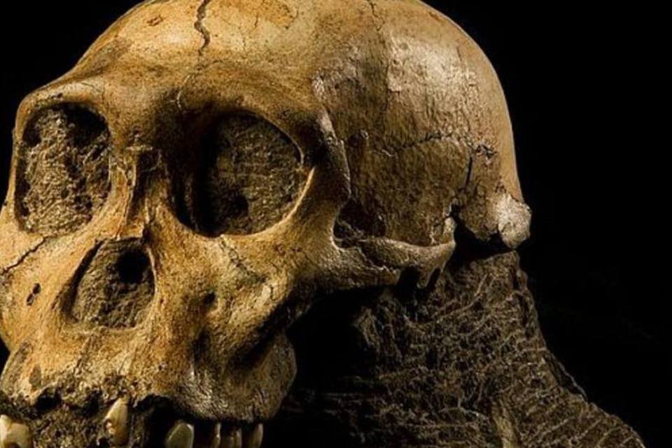 'Australopithecus sediba' pode ser o ancestral direto do gênero 'Homo'