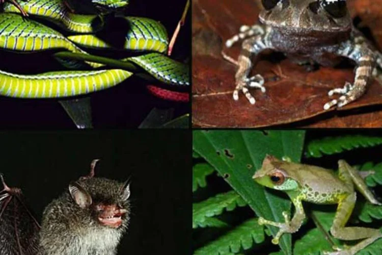 Riqueza em risco (Montagem sobre divulgação)