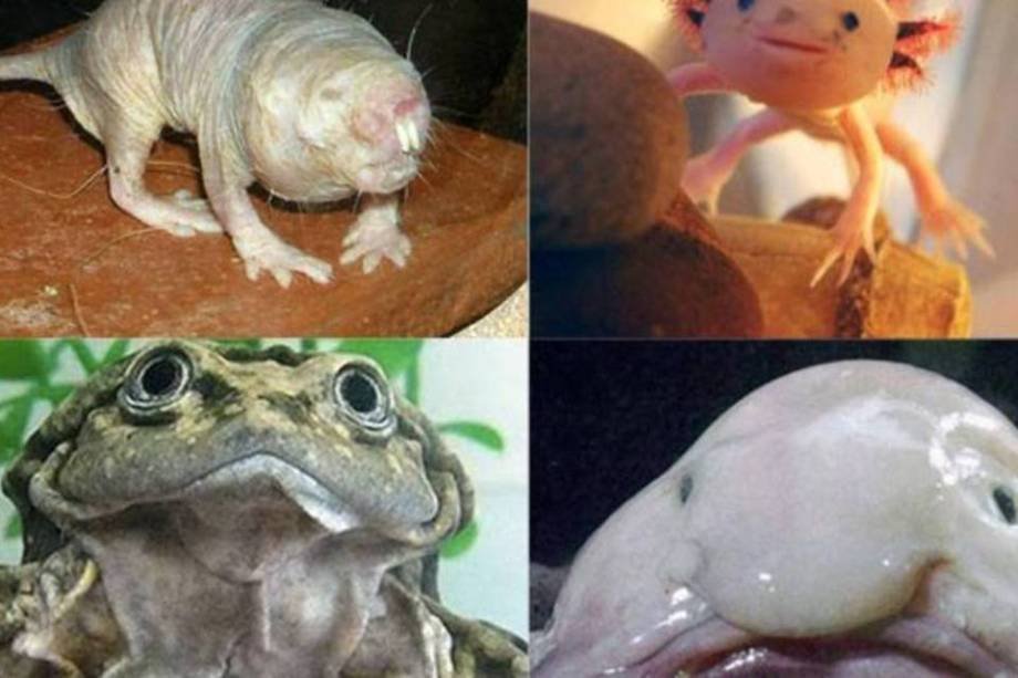 5 animais que vão te dar vontade de chorar… de tão feios