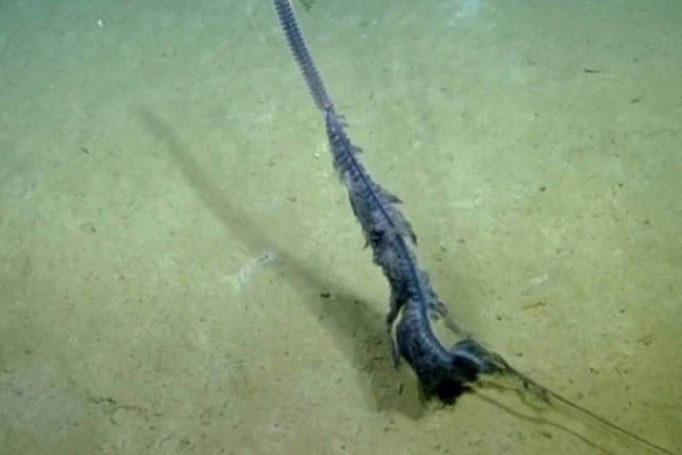 Expedição submarina localiza criatura com formato intrigante