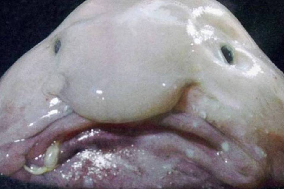 Peixe com cara de nojo é eleito o animal mais feio do mundo