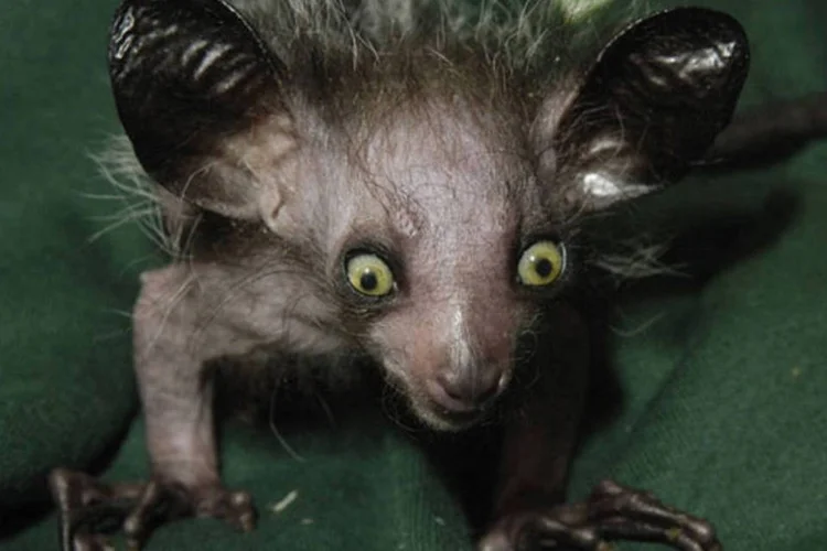 Lêmure Aye-aye (Getty Images)