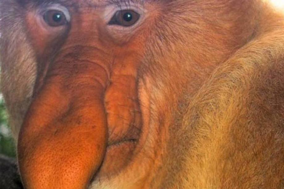 Veja os 5 animais mais feios ameaçados de extinção