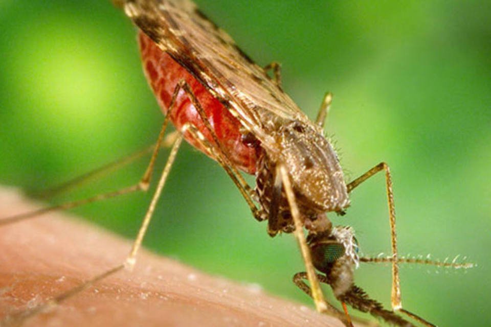 Brasileiros estudam mosquito transmissor da malária