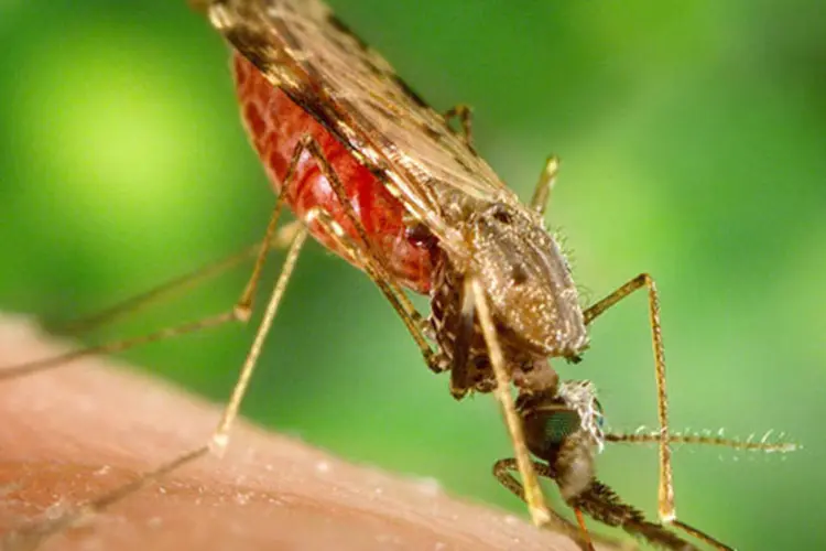 
	Mosquito Anopheles albimanus: das nove esp&eacute;cies que transmitem a mal&aacute;ria, sete est&atilde;o presentes no territ&oacute;rio brasileiro
 (James Gathany / CDC)