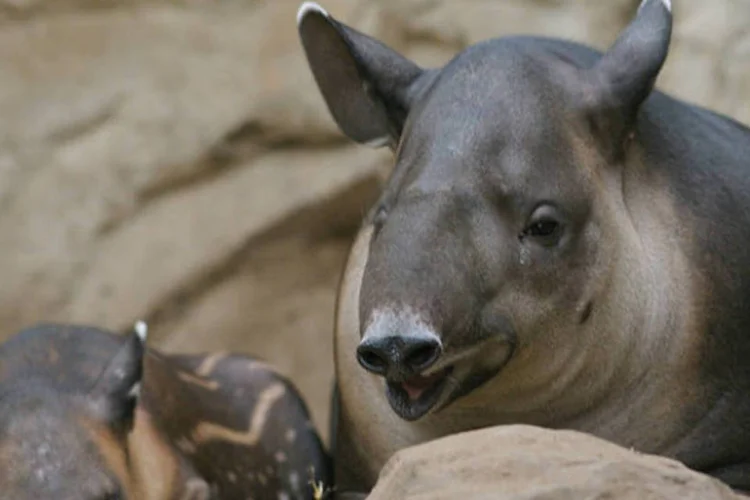 
	A &uacute;nica representante brasileira no grupo &eacute; a anta (Tapirus terrestres), que pode chegar a 300 kg e tamb&eacute;m est&aacute; sob amea&ccedil;a de extin&ccedil;&atilde;o
 (Ryan Poplin/Flickr)