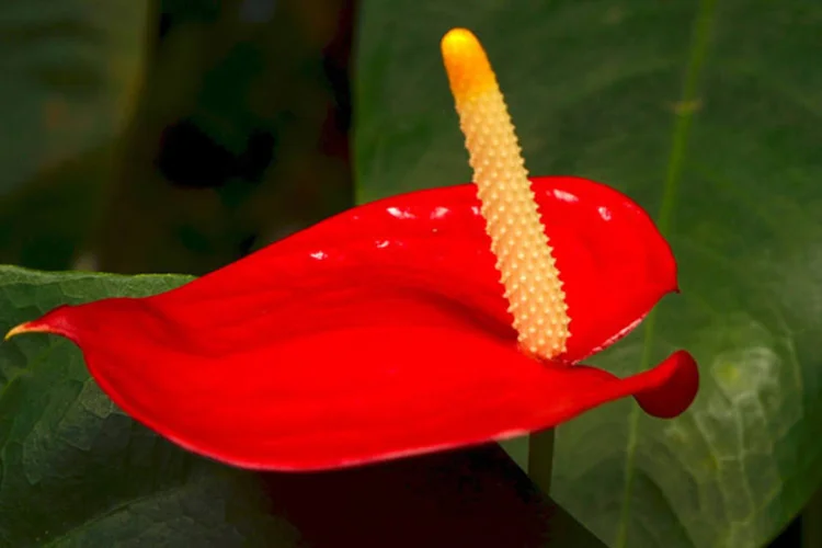 Antúrio (ThinkStock)