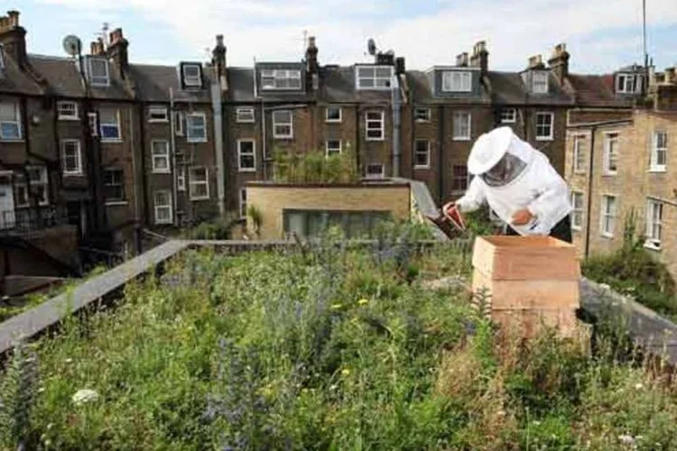
	Agricultura urbana na Inglaterra: plantar florestas, enterrar materiais org&acirc;nicos e capturar e armazenar carbono est&atilde;o entre medidas sugeridas para reabsorver gases emitidos
 (Getty Images)