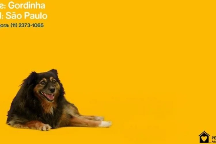 
	Screen and Dog Saver: quando cachorro &eacute; adotado, &eacute; substitu&iacute;do por um que aguarda dono
 (Divulgação)
