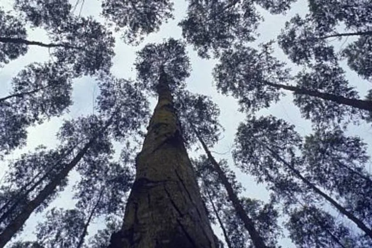 Plantação Fibria, no ES: empresa aumenta sua liquidez com pagamento de dívida (.)