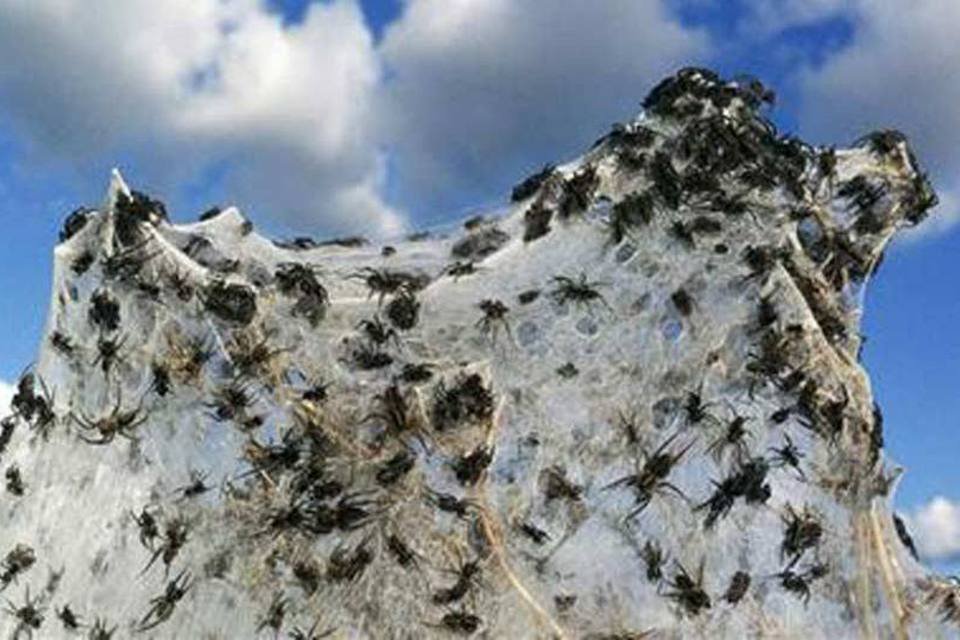 Choveu aranha na Austrália (!); veja imagens de impressionar
