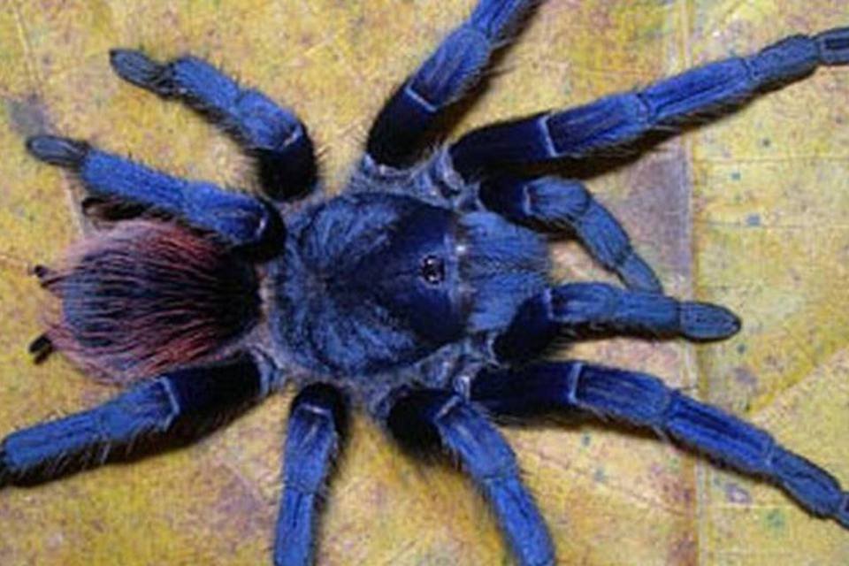 Top 10 das novas espécies inclui descobertas brasileiras