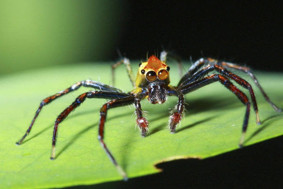 Veneno de aranha pode ser essencial em novos analgésicos
