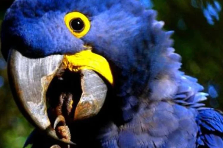 Um casal de arara-azul-grande (foto) foi entregue pelo caseiro de um sítio próximo à cidade de Belém, no Pará (.)