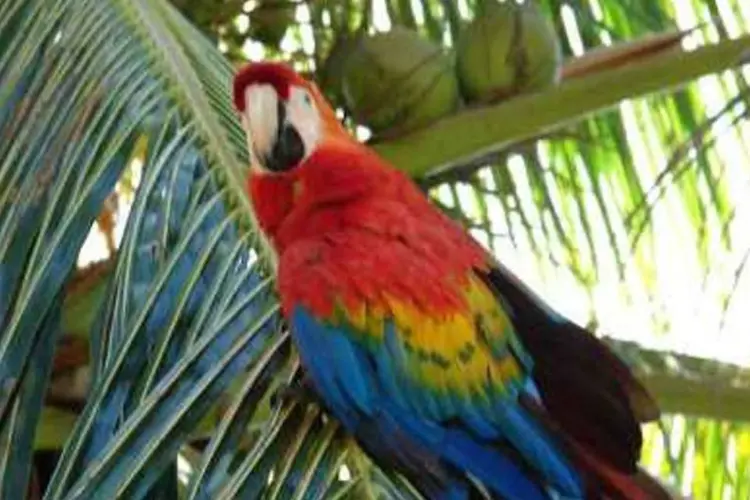 A Amazônia, o Cerrado e o Pantanal juntos possuem 74 áreas relevantes para a preservação de aves como araras (.)