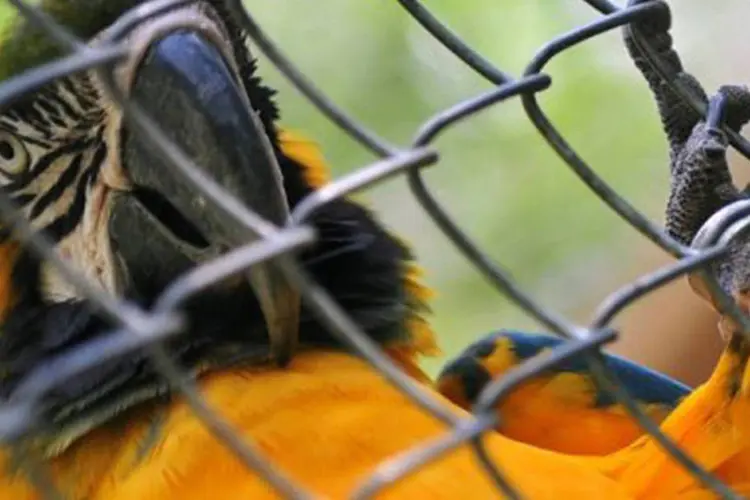 
	Arara: os agentes apreenderam 25 animais, entre eles 12 can&aacute;rios-da-terra, um can&aacute;rio, um tiziu e um sanha&ccedil;o; um sabi&aacute; e um galo-da-campina
 (©AFP / Christophe Simon)