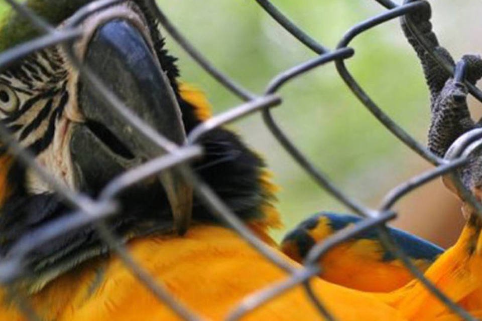 Animais silvestres são apreendidos na Baixada Fluminense