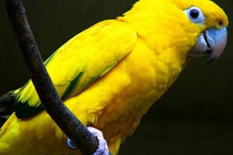 Ararajuba, do tupi "arara-amarela": um dos mais cobiçados troféus do mercado clandestino de aves (.)
