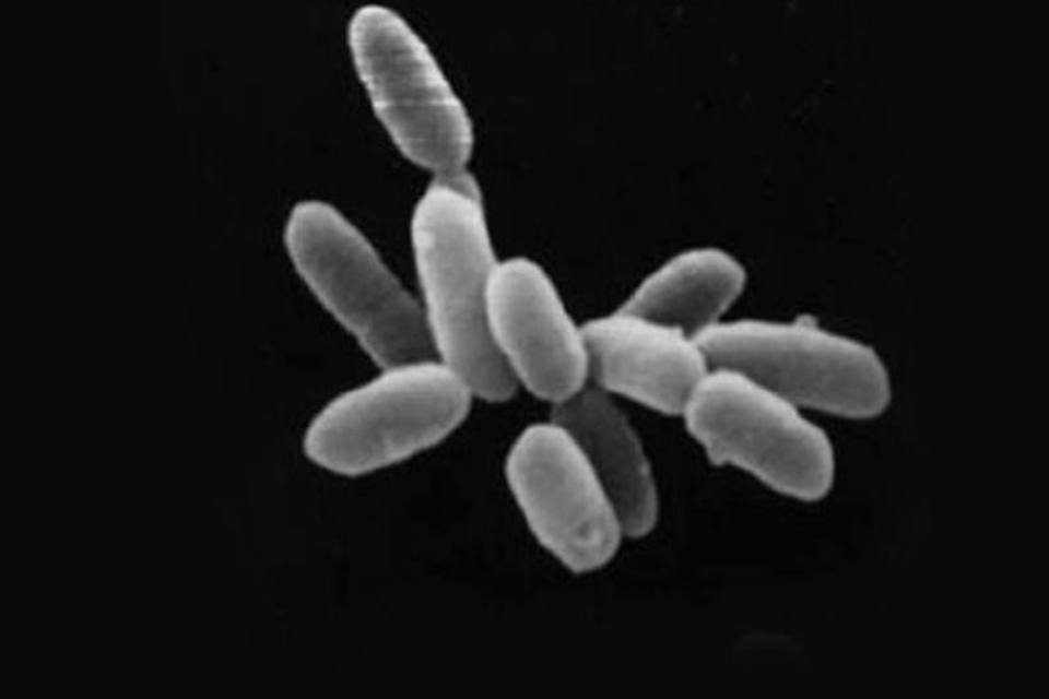 Microorganismo unicelular é ser vivo mais rápido do mundo