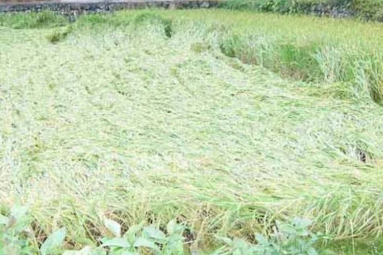 Plantações foram afetadas pela chuva, elevando preço dos alimentos (.)