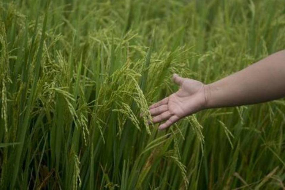 Arrozais na Colômbia encaram desafio das mudanças climáticas