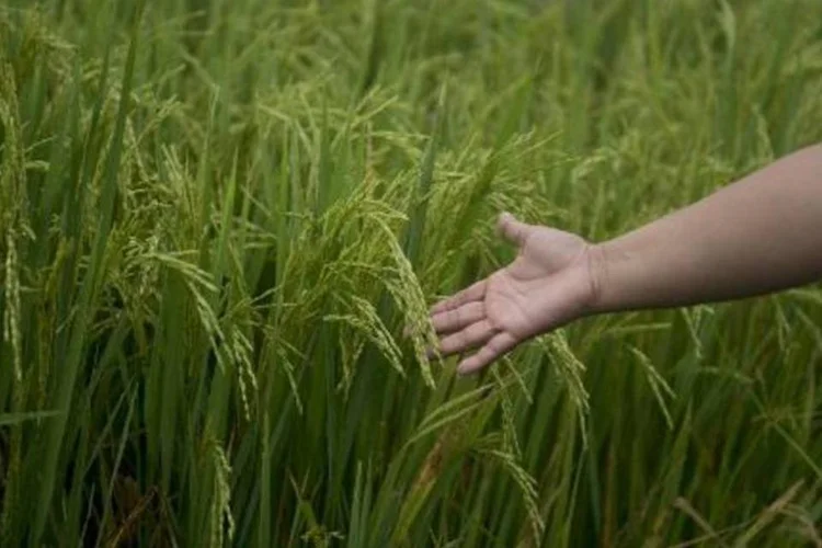 Agricultor da Fedearroz mostra plantação em Monteria: produção enfretam o desafio das mudanças climáticas (Eitan Abramovich/AFP)