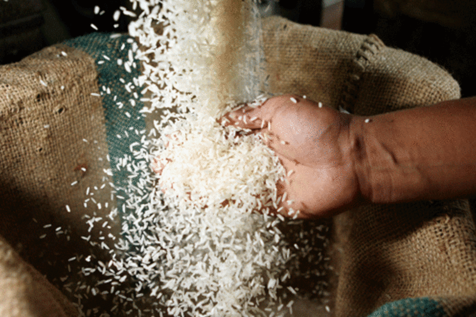 Produção de arroz deve crescer 5,3% em 2013, diz IBGE