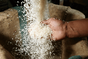 Governo compra 263 mil toneladas de arroz importado em leilão público
