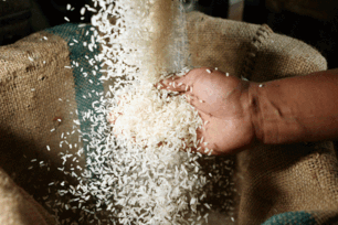 Imagem referente à matéria: Governo compra 263 mil  toneladas de arroz importado em leilão público