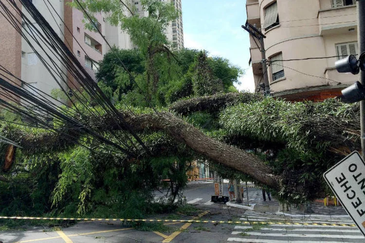 Árvore caída: até o início da tarde, pelo menos 150 árvores já haviam sido cortadas (Robson Fernandjes/Fotos Públicas)