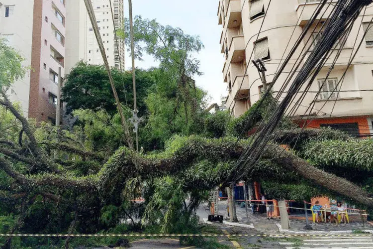 Árvore derrubada: Haddad disse que capital paulista viveu situação "próxima de um furacão" (Robson Fernandjes/Fotos Públicas)
