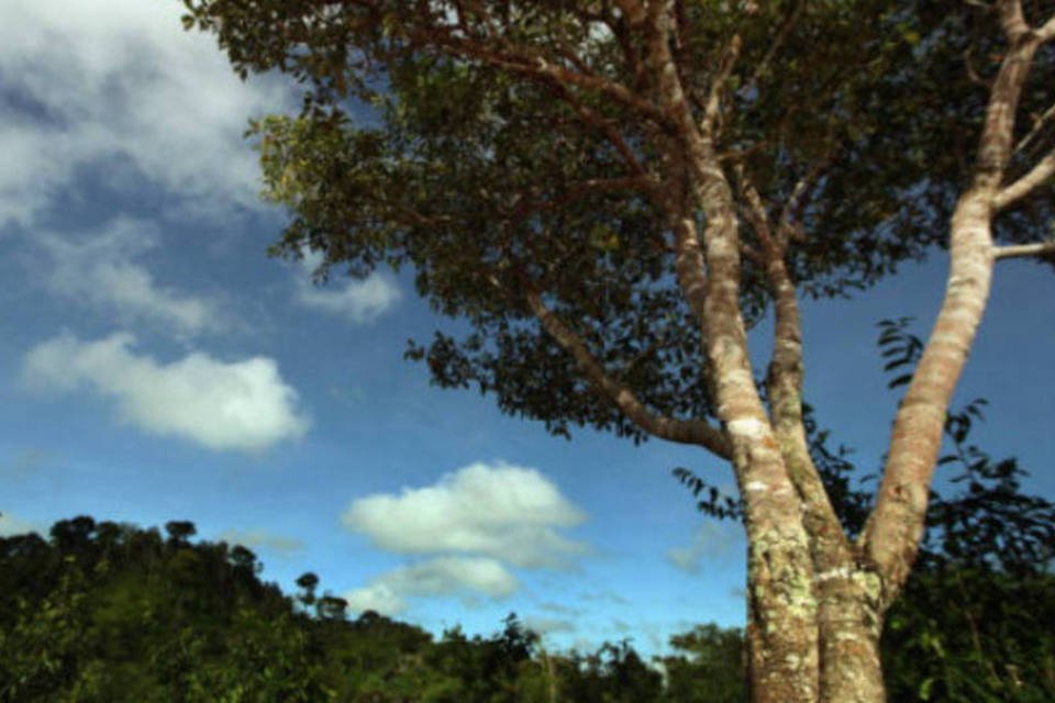 Cientistas criam árvore resistente a mudanças climáticas