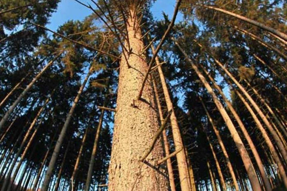 Os melhores e piores cursos de tecnólogo em gestão ambiental