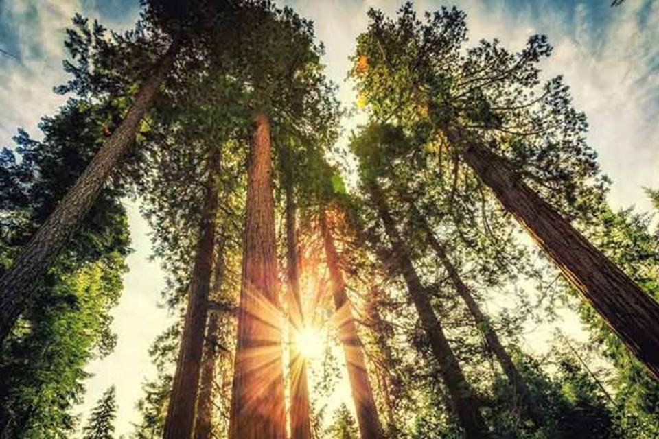 Dinheiro nasce em árvore, sim — e a Califórnia fez a conta