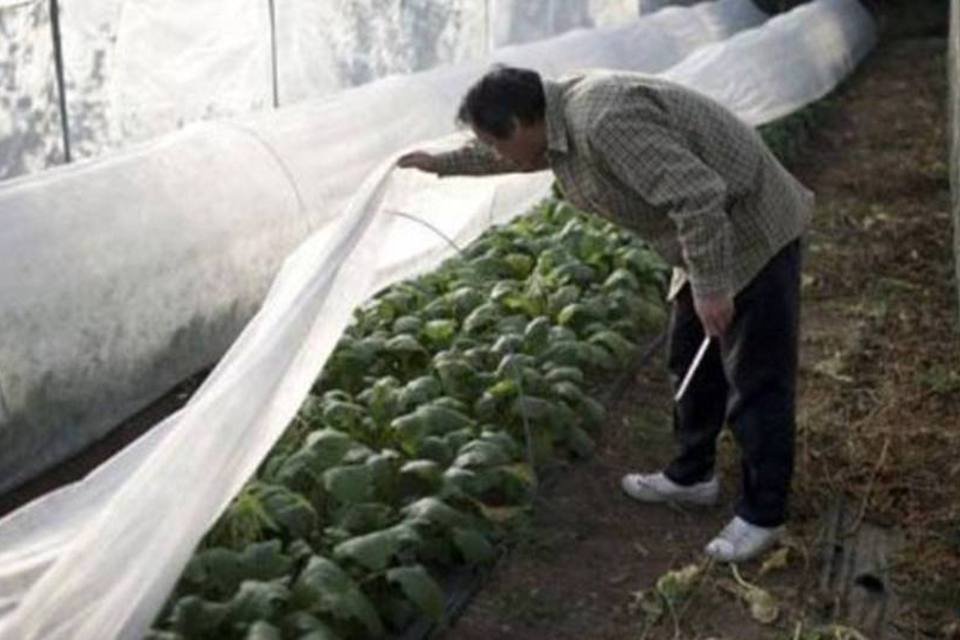 Agricultor japonês vira fornecedor dos grandes 'chefs' franceses