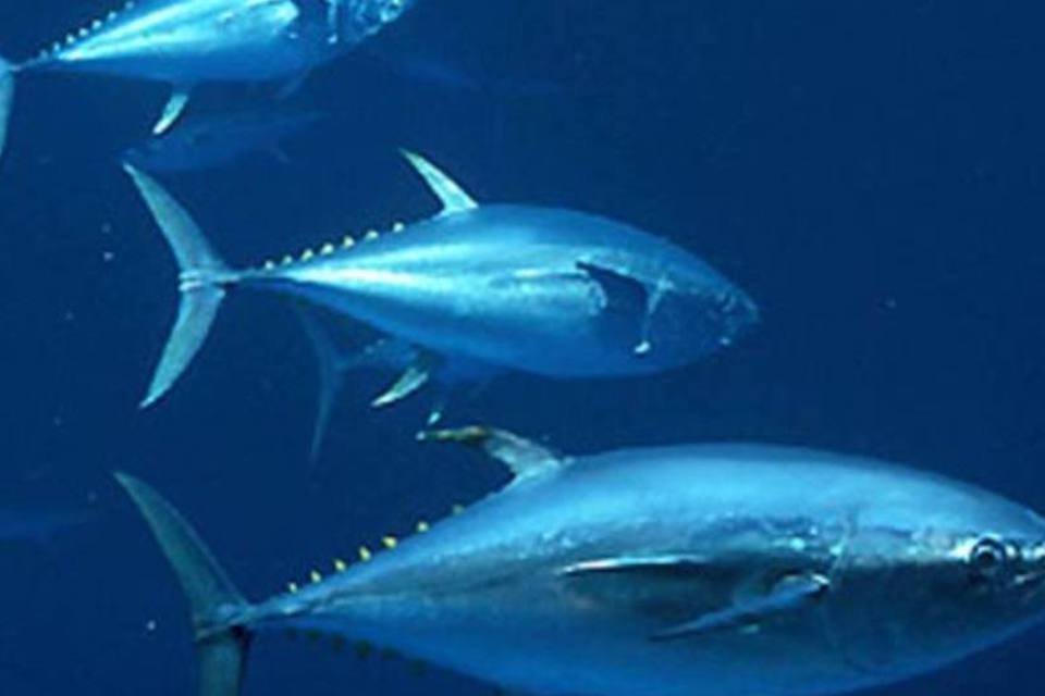 Países rejeitam moratória ao comércio do atum-azul