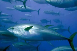Imagem referente à matéria: Poluição por ansiolíticos no mar está mudando comportamento dos peixes - e ameaça espécies