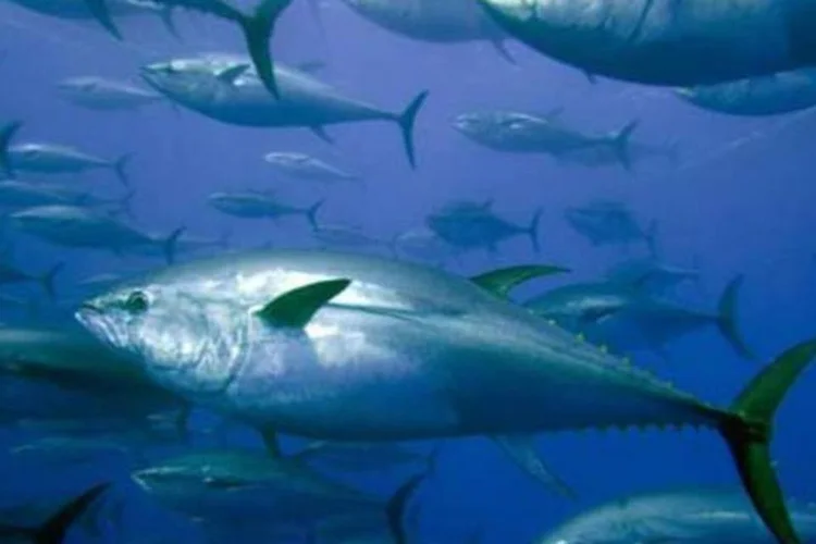 O atum-azul, utilizado no sushi: uma das espécies ameaçadas de extinção pela pesca predatória (.)