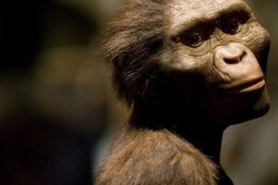 O Australopithecus que preferia comer casca de árvore
