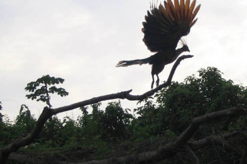 Quinze espécies de aves são descobertas na Amazônia